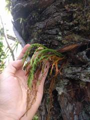 Psilotum complanatum