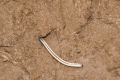 Spirobolellus immigrans