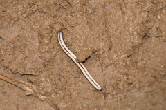 Spirobolellus immigrans
