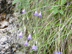 Campanula carnica