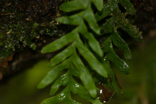 Graceful kihifern (Adenophorus pinnatifidus)