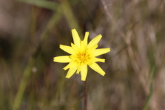 Microseris walteri