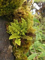 Adenophorus tamariscinus