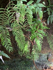 Gleichenia rupestris