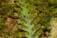 Adenophorus tamariscinus