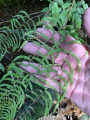 Gleichenia rupestris