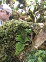 Adenophorus tamariscinus