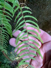 Gleichenia rupestris