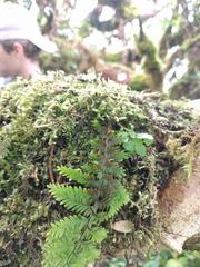 Adenophorus tamariscinus