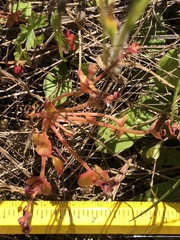 Claytonia rubra rubra