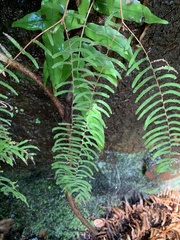 Gleichenia rupestris
