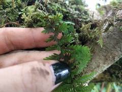 Adenophorus tamariscinus