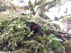 Adenophorus tamariscinus