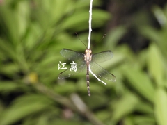 Acheron longus