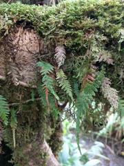 Adenophorus tamariscinus