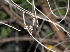 Acheron longus