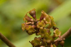 Phyllostegia grandiflora
