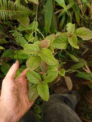 Phyllostegia grandiflora