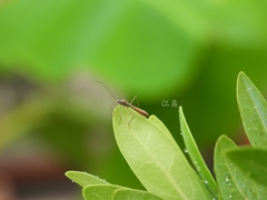 Phaenacantha bicolor