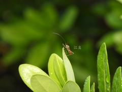 Phaenacantha bicolor