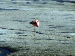 Phoenicoparrus andinus