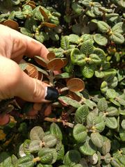 Metrosideros rugosa