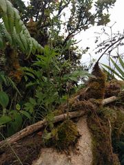 Erechtites valerianifolius