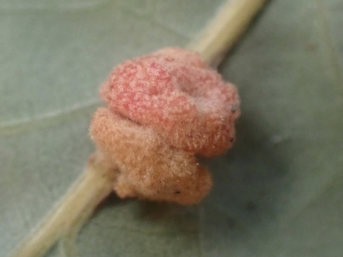 Convoluted Gall Wasp photo 5