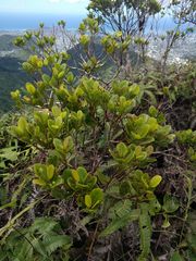 Syzygium sandwicense