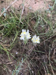 Linaria supina maritima