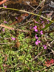 Stylidium debile
