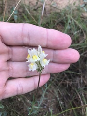 Linaria supina maritima