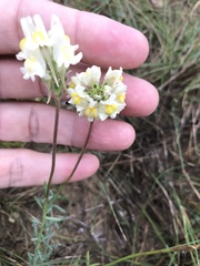 Linaria supina maritima