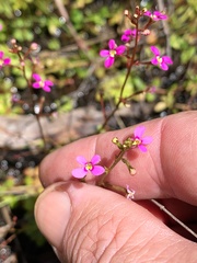 Stylidium debile