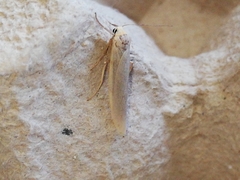 Eilema uniola
