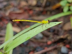 Agriocnemis kalinga