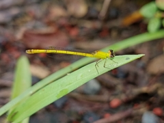 Agriocnemis kalinga