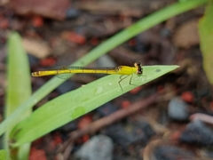 Agriocnemis kalinga