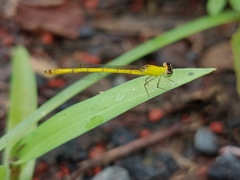 Agriocnemis kalinga