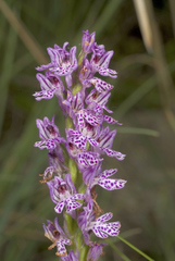 Neotinea tridentata tridentata