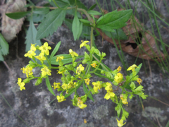 Patrinia rupestris