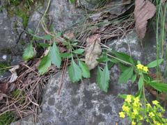 Patrinia rupestris