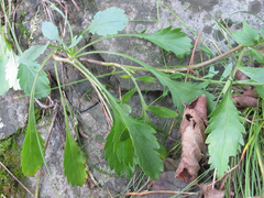 Patrinia rupestris