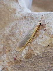 Eilema uniola