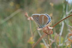 Polyommatus ninae