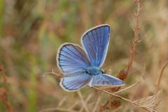 Polyommatus ninae
