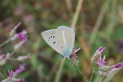 Polyommatus ninae