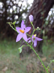 Solanum trilobatum