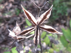 Dictamnus dasycarpus