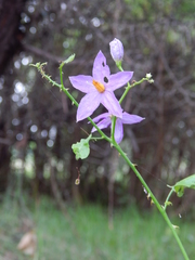 Solanum trilobatum